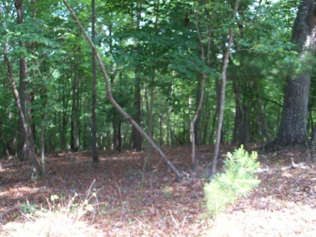 a view of a forest filled with trees