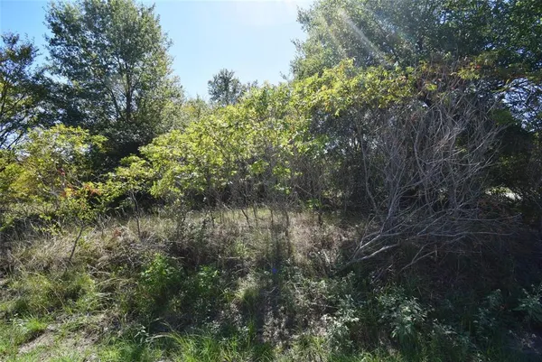 a view of a forest
