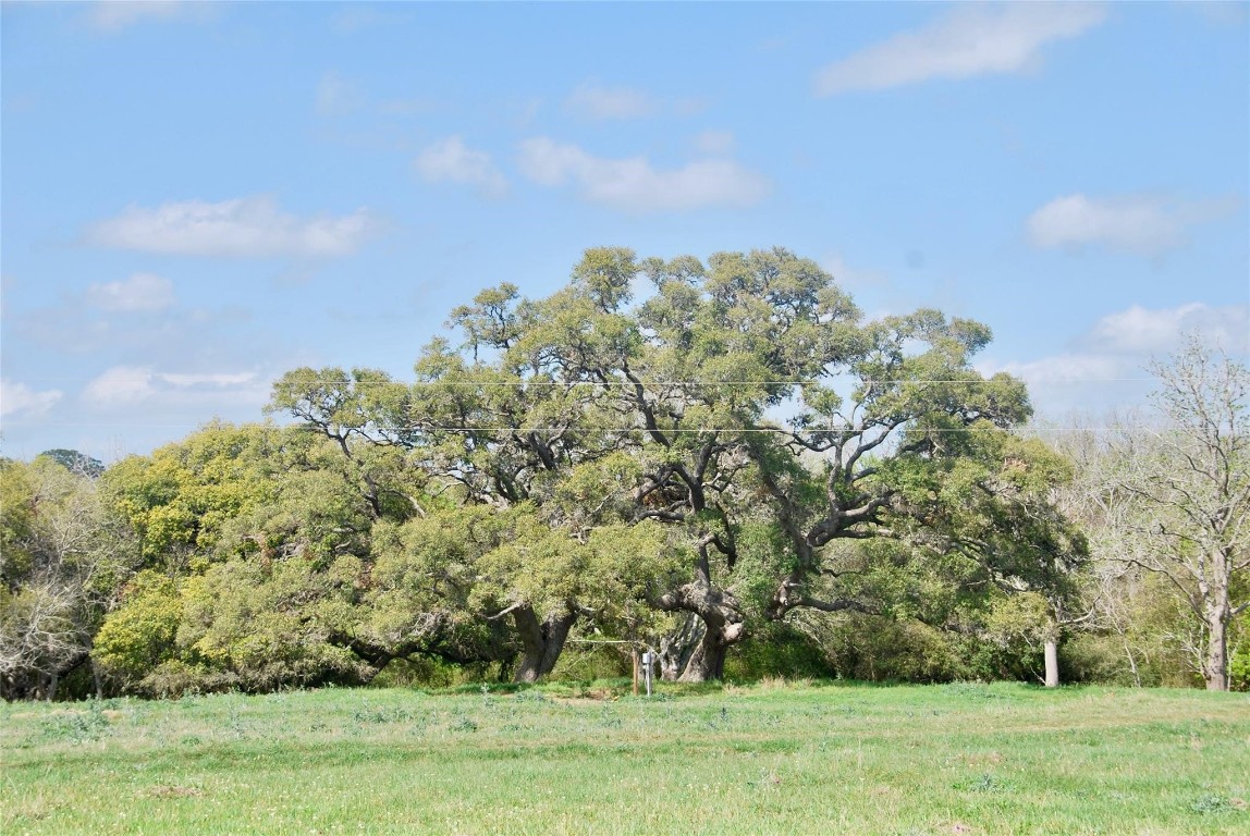 494 County Road 217 Schulenburg, TX 78956 - Photo 12 of 39 a view of a yard