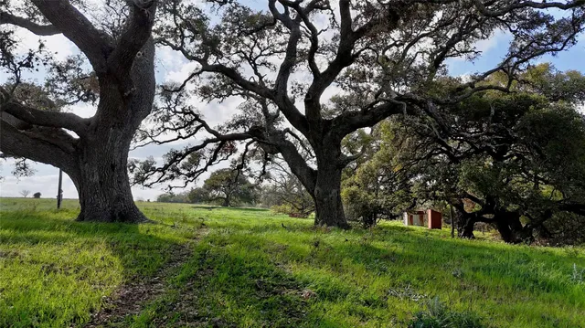 a view of backyard with large trees
