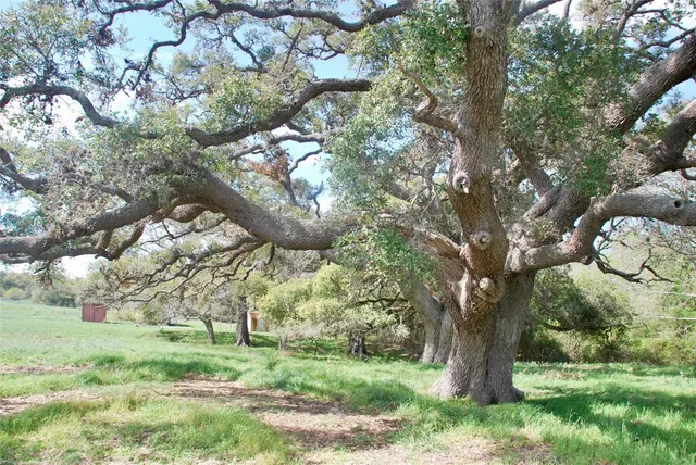 a view of a garden with a tree