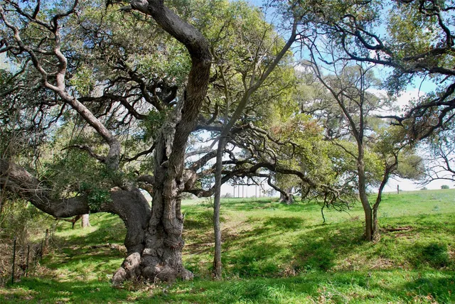 a view of lush green forest