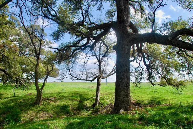 a view of a yard with a tree