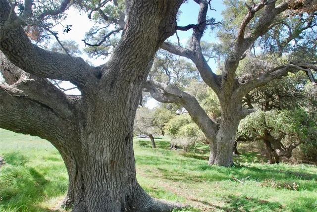 a view of outdoor space with large trees