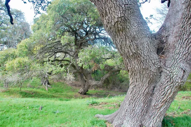 a view of a garden with a tree