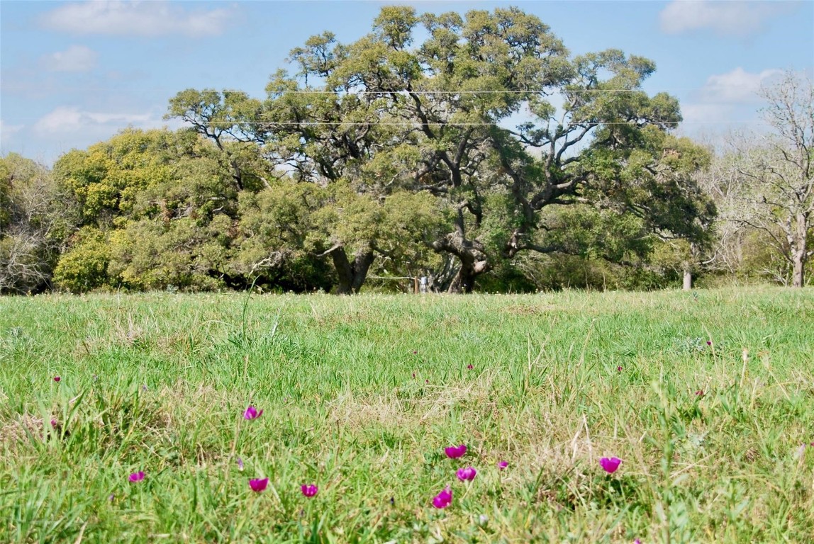 494 County Road 217 Schulenburg, TX 78956 - Photo 36 of 39
