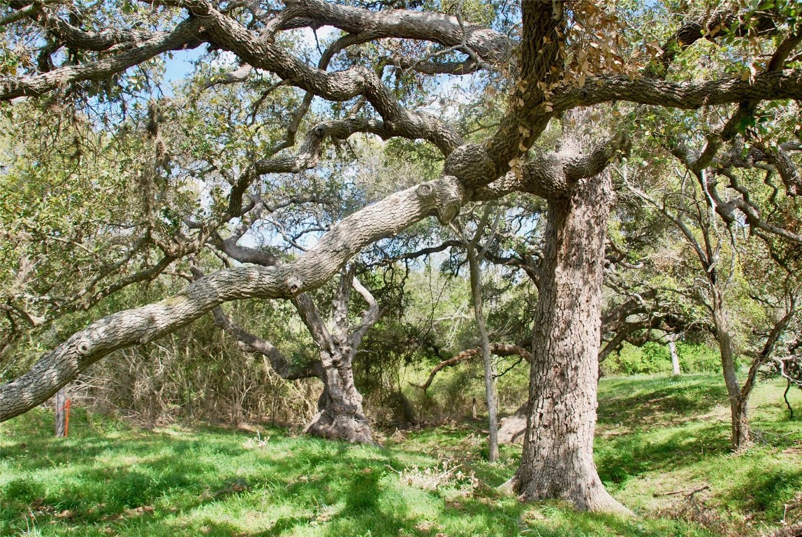 494 County Road 217 Schulenburg, TX 78956 - Photo 7 of 39 a view of a tree in a garden