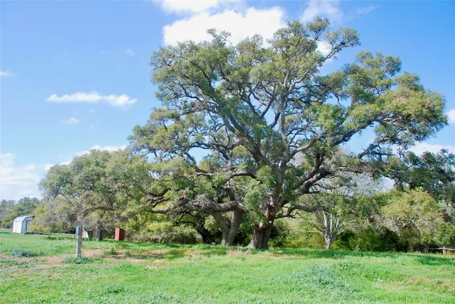 a green field with lots of trees