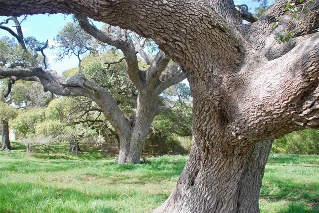 a view of a trees in a yard with a tree