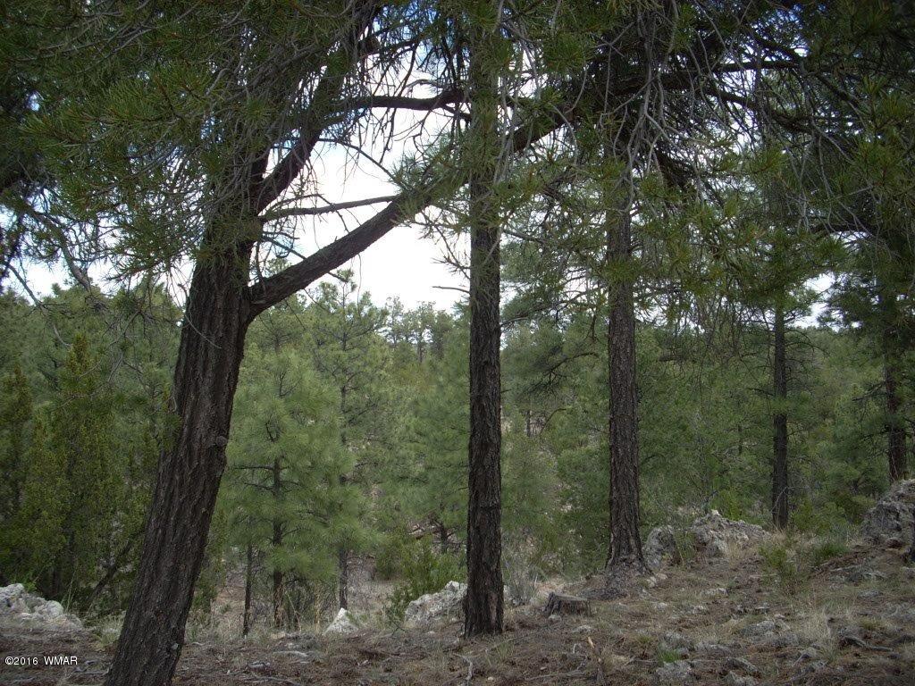 2814 Dogleg Way Overgaard, AZ 85933 - Photo 14 of 22