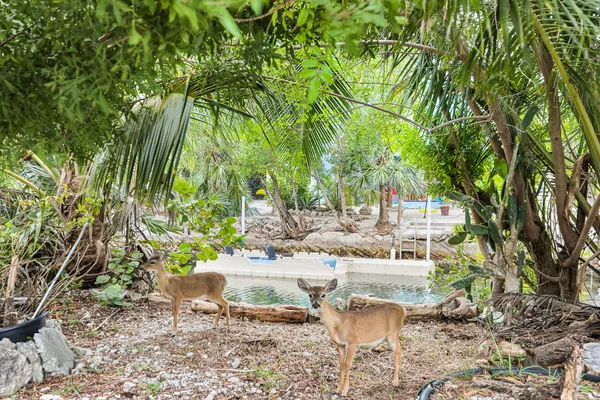 $1,099,000 | 3836-3848 No Name Road, Big Pine Key, FL 33043