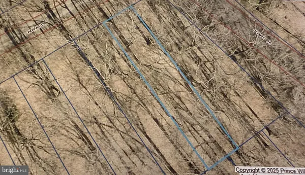 a view of a forest with trees