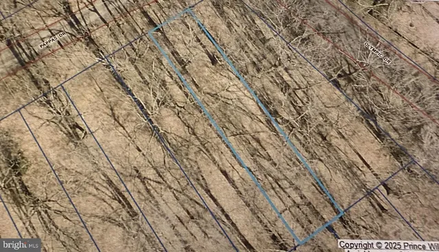 a view of a forest with trees