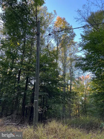 a view of a forest with trees in the background