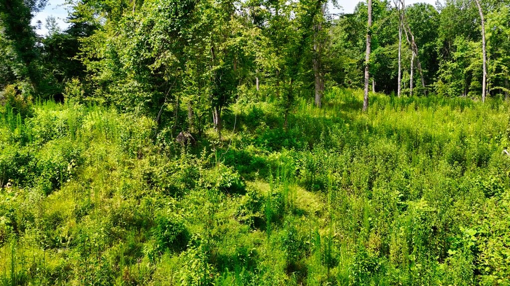 1 Oakview Loop Bolivar, TN 38008 - Photo 14 of 17 a view of a lush green space