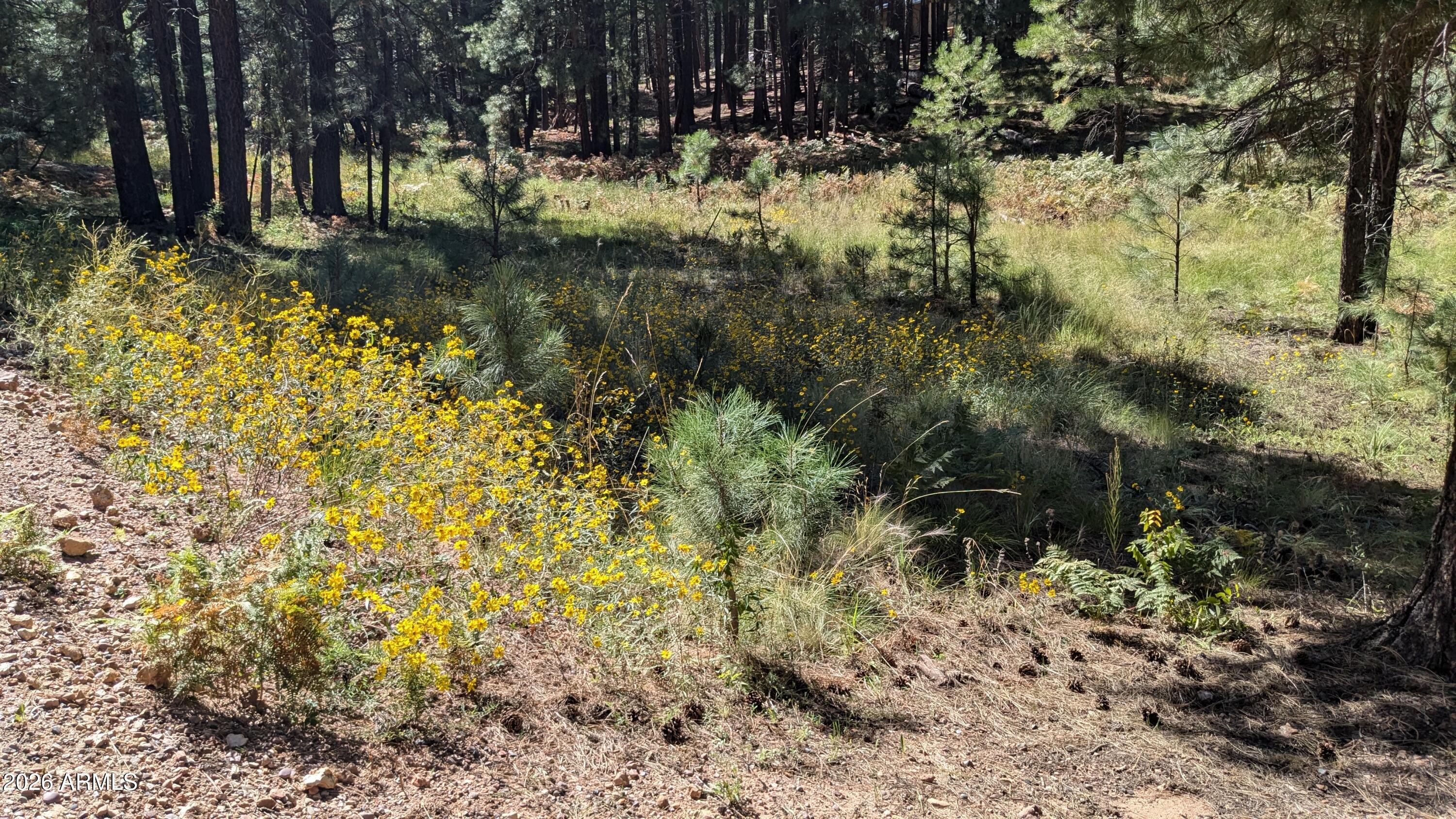 1878 Sheep Springs Road, Unit 427 Forest Lakes, AZ 85931 - Photo 20 of 22 PXL_20240919_210853237