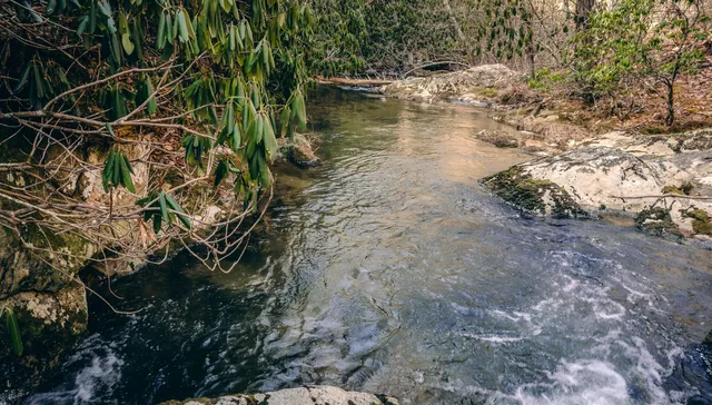 a view of a yard with large trees