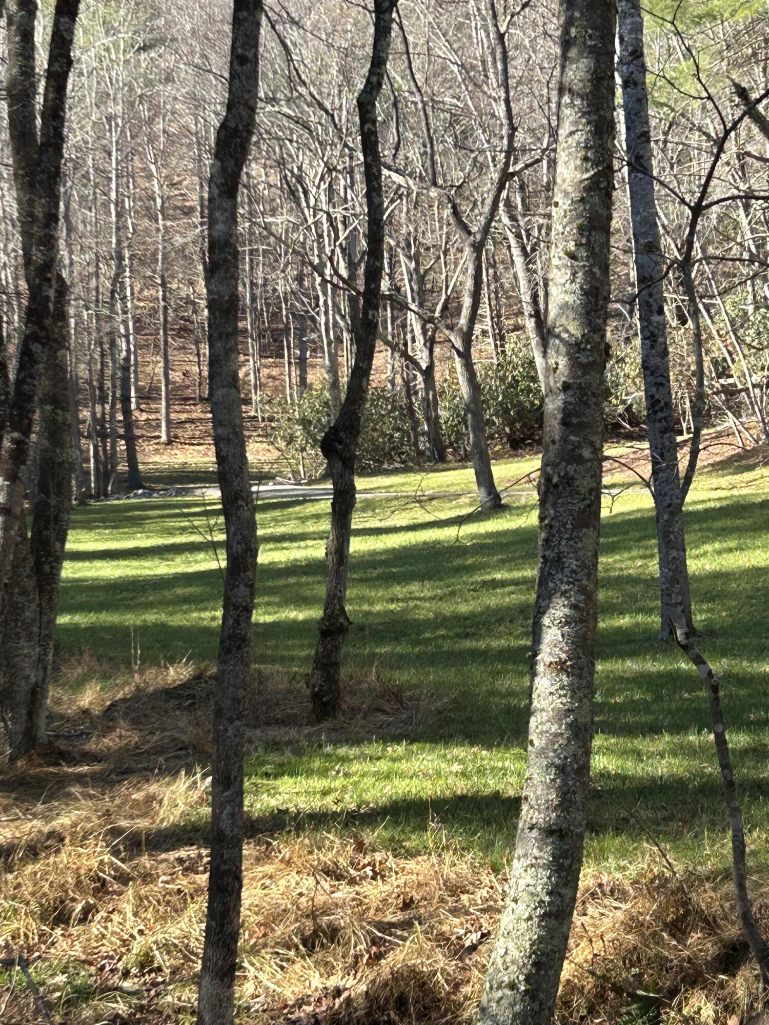 0 Bottom Creek Road Bent Mountain, VA 24059 - Photo 2 of 16 a view of a yard with a tree