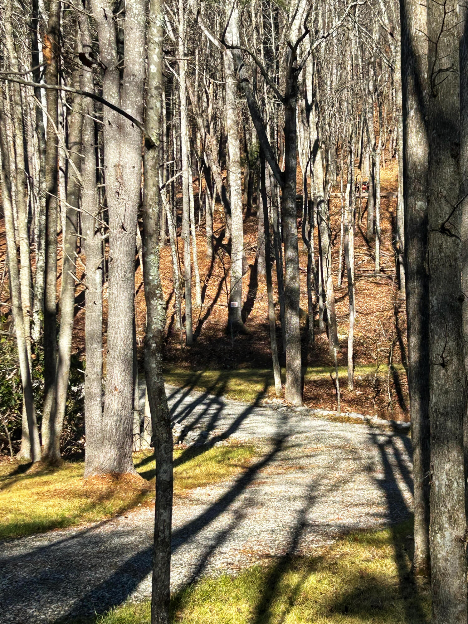 0 Bottom Creek Road Bent Mountain, VA 24059 - Photo 6 of 16 a view of yard along with trees