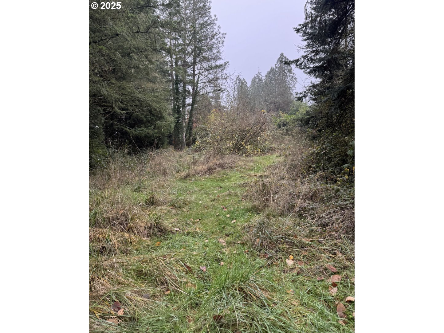 12192 South Mulino Road Canby, OR 97013 - Photo 20 of 23 a view of a yard with trees