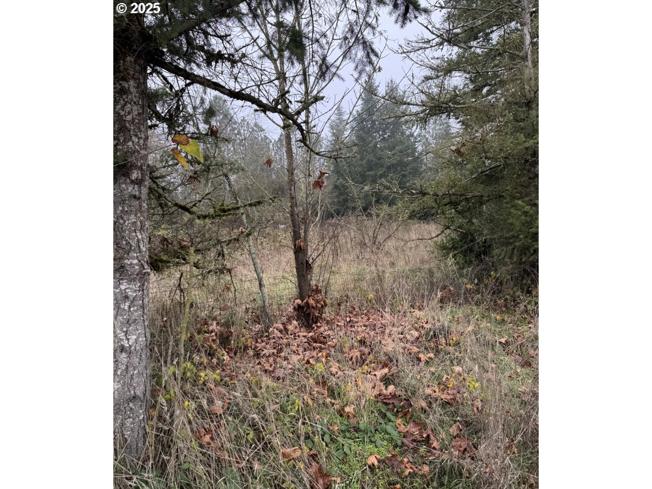 12192 South Mulino Road Canby, OR 97013 - Photo 21 of 23 a picture of a tree in a forest