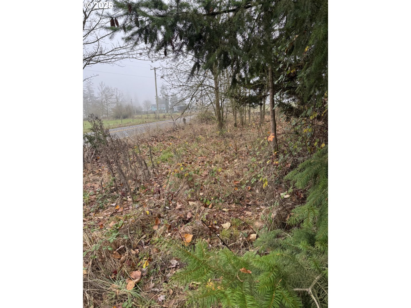 12192 South Mulino Road Canby, OR 97013 - Photo 22 of 23 a picture of a tree in a forest