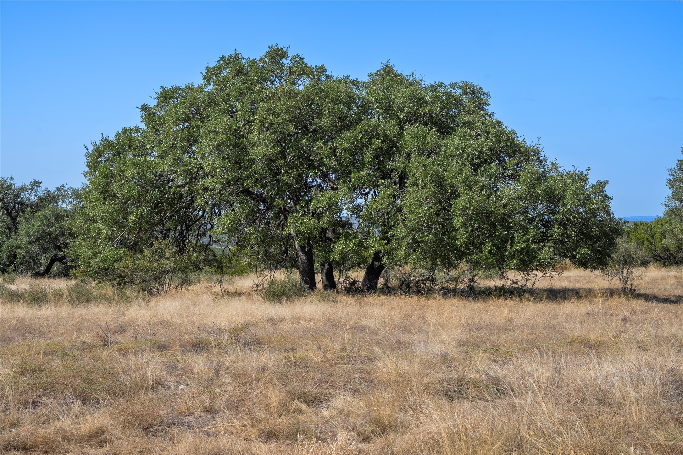 219 Canyon Road Johnson City, TX 78636 - Photo 7 of 9 a view of a field with trees in the background