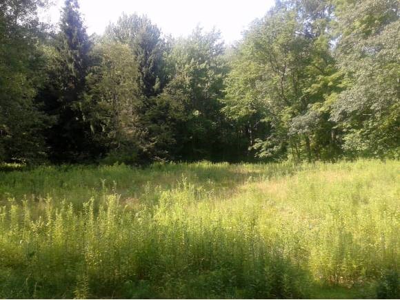0 Hall's Mill Road Newfields, NH 03856 - Photo 1 of 1