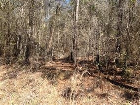 0 217th Road Live Oak, FL 32060 - Photo 7 of 8 Gallery Image 7