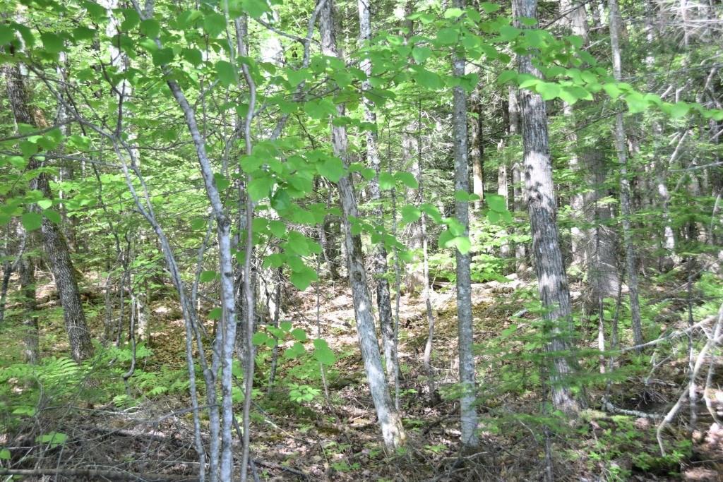 M29-l10-1 Embden Pond Road Embden, ME 04958 - Photo 18 of 19 wooded area