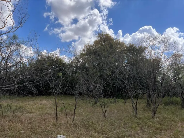 a view of a tree in a yard