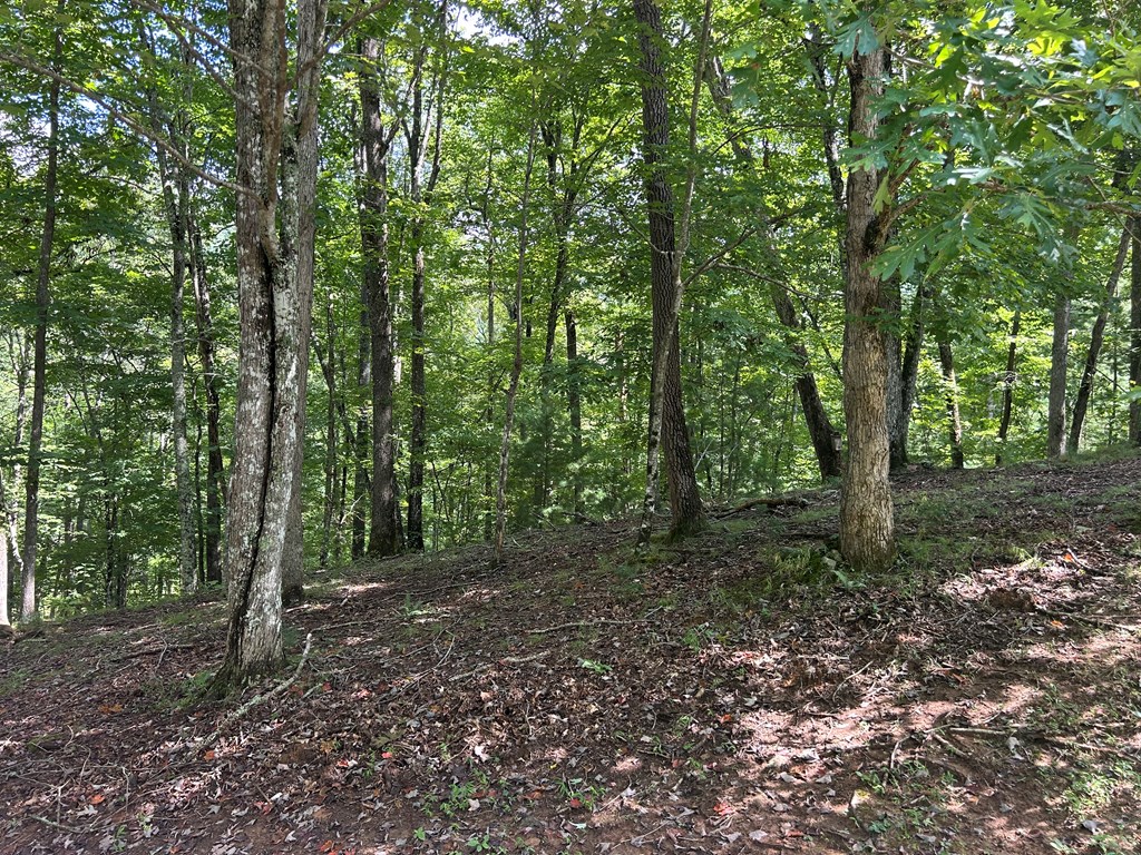 19 Bitter Creek Road Blairsville, GA 30512 - Photo 8 of 8 a view of a forest with trees in the background