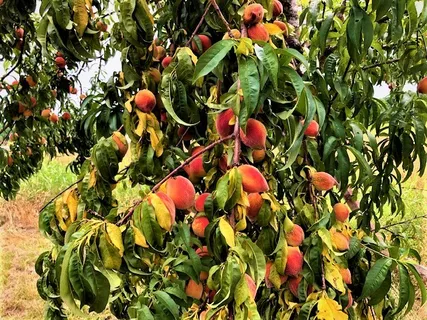 a picture of flowers