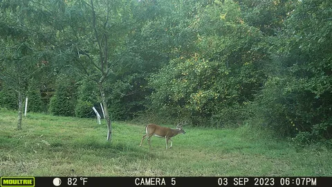 a view of a wooden fence and trees