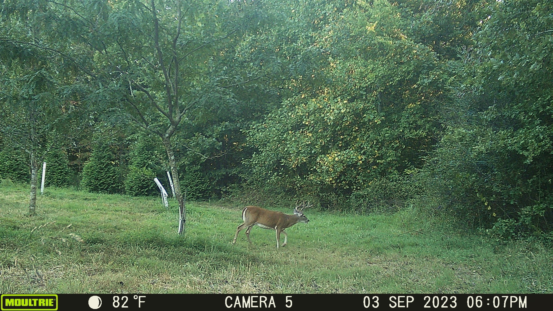 2270 Shuler Branch Road Ethridge, TN 38456 - Photo 8 of 10 a view of a wooden fence and trees