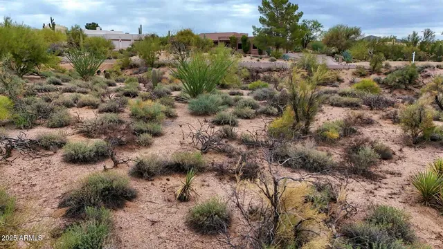 a view of a plant in a garden