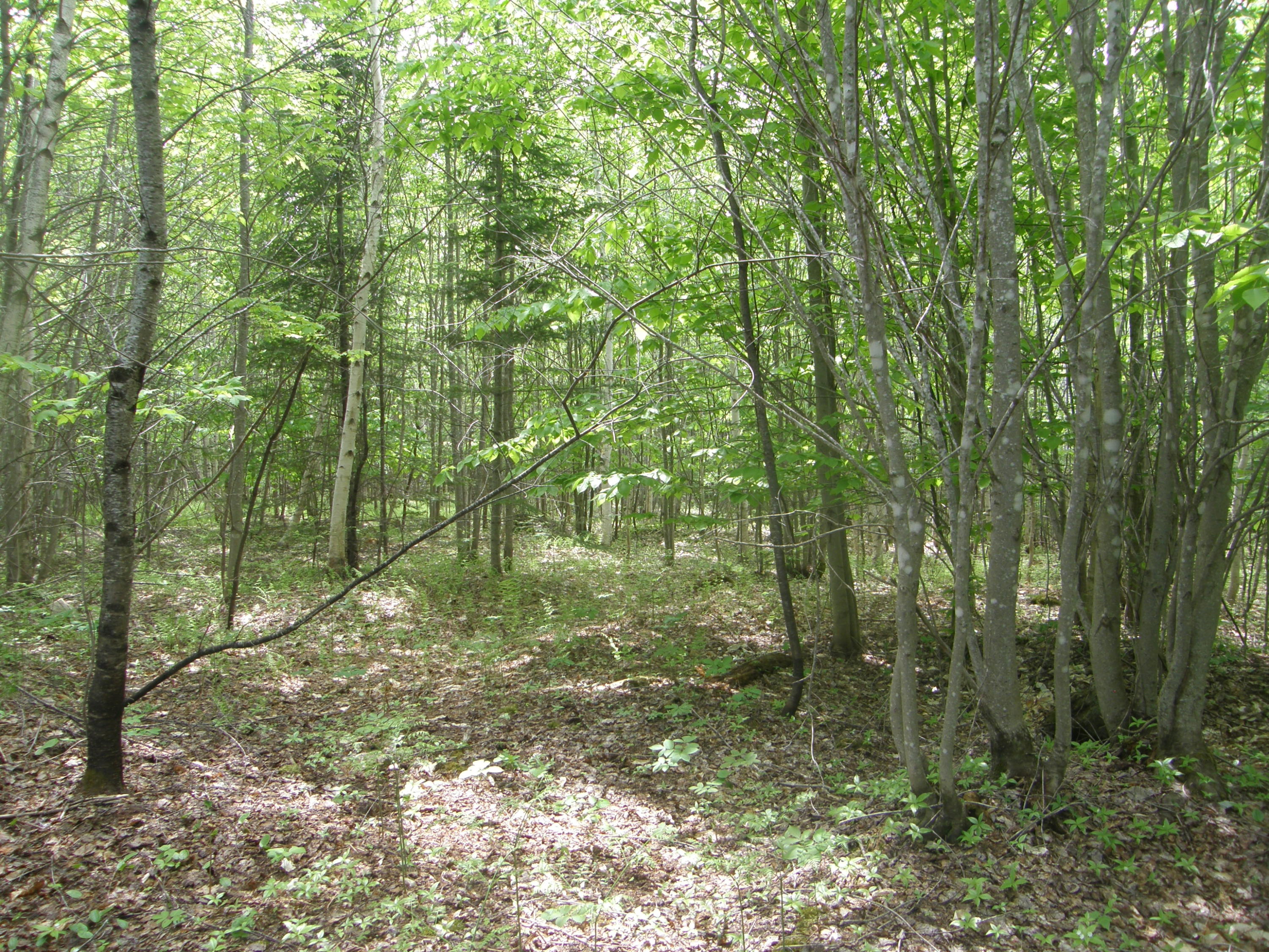 M10-l4 M10-l4 Stone Bridge Road Dexter, ME 04930 - Photo 5 of 9 P5280685