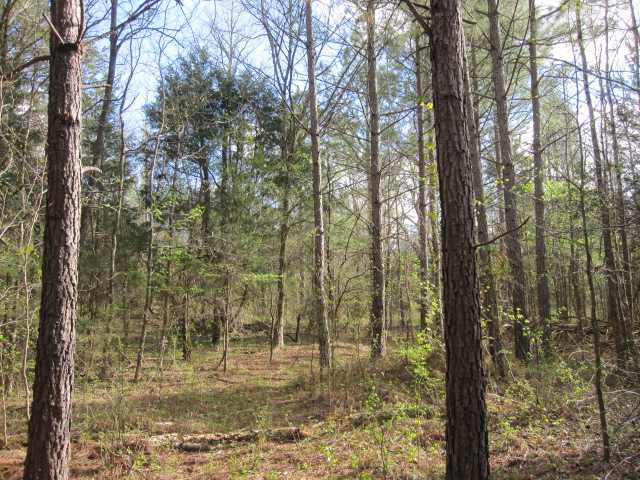 100 North Red Banks Road Holly Springs, MS 38635 - Photo 4 of 14 Gallery Image 4
