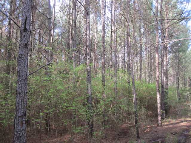 100 North Red Banks Road Holly Springs, MS 38635 - Photo 8 of 14 Gallery Image 8