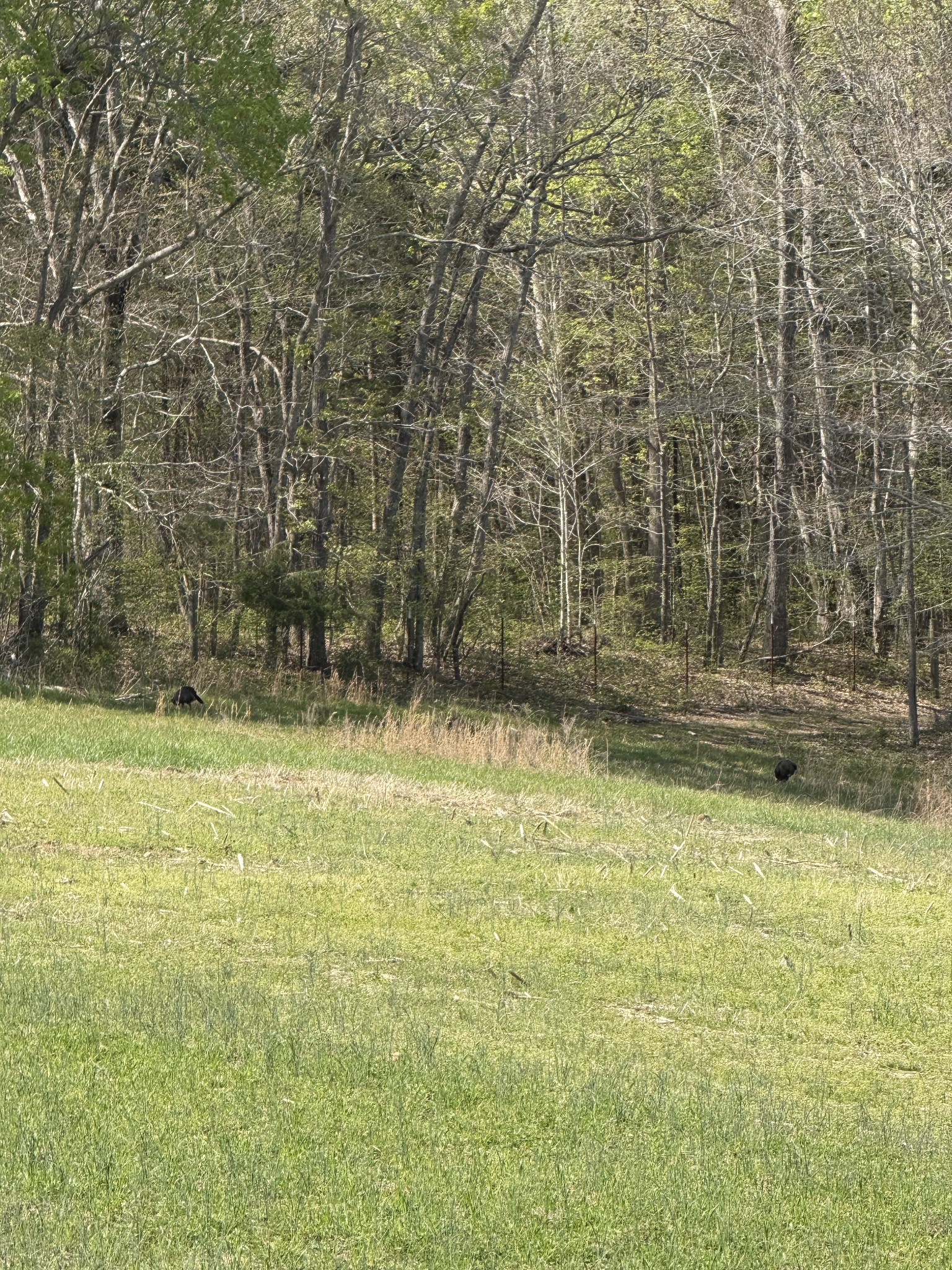 534 Whitney Branch Road Springville, TN 38256 - Photo 55 of 61 Gallery Image 55
