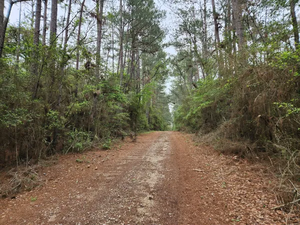 a view of a forest with trees in the background