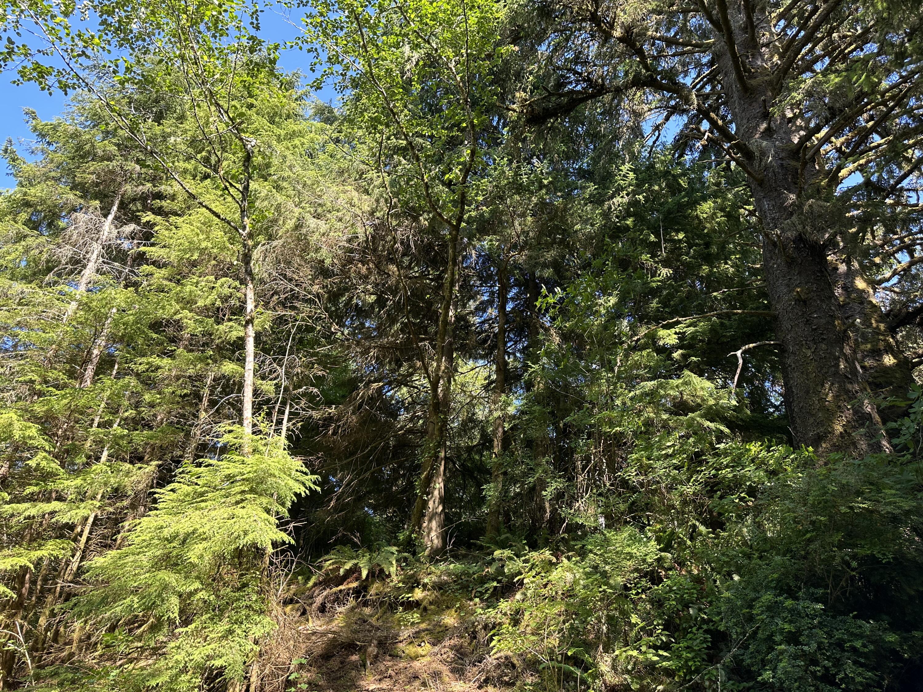 Lot#00300 Whiskey Creek Road Tillamook, OR 97141 - Photo 9 of 14 Surrounding Forest