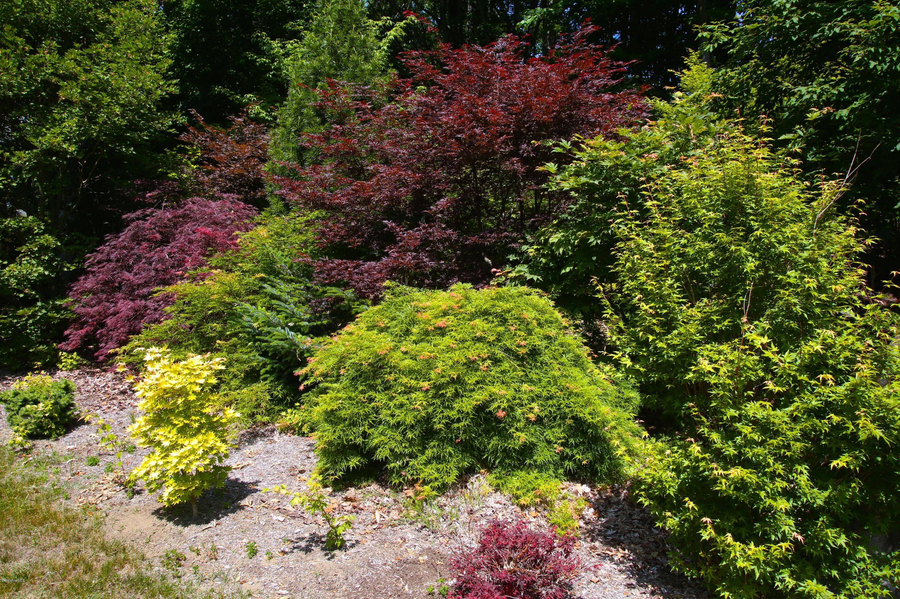 46 Stage Road Chesterfield, MA 01096 - Photo 29 of 34 a plant view in yard