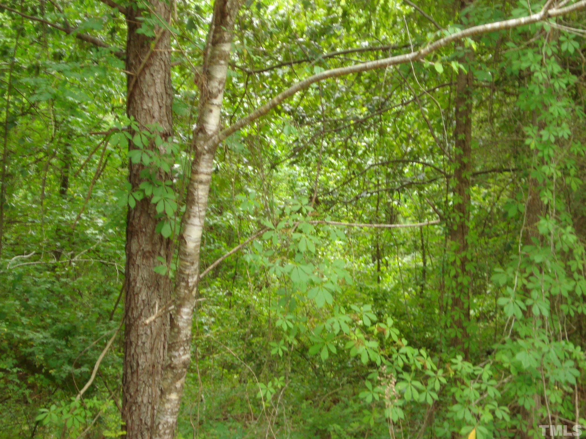 4954 Highway 55 Erwin, NC 28339 - Photo 11 of 24 a close up of a lush green space