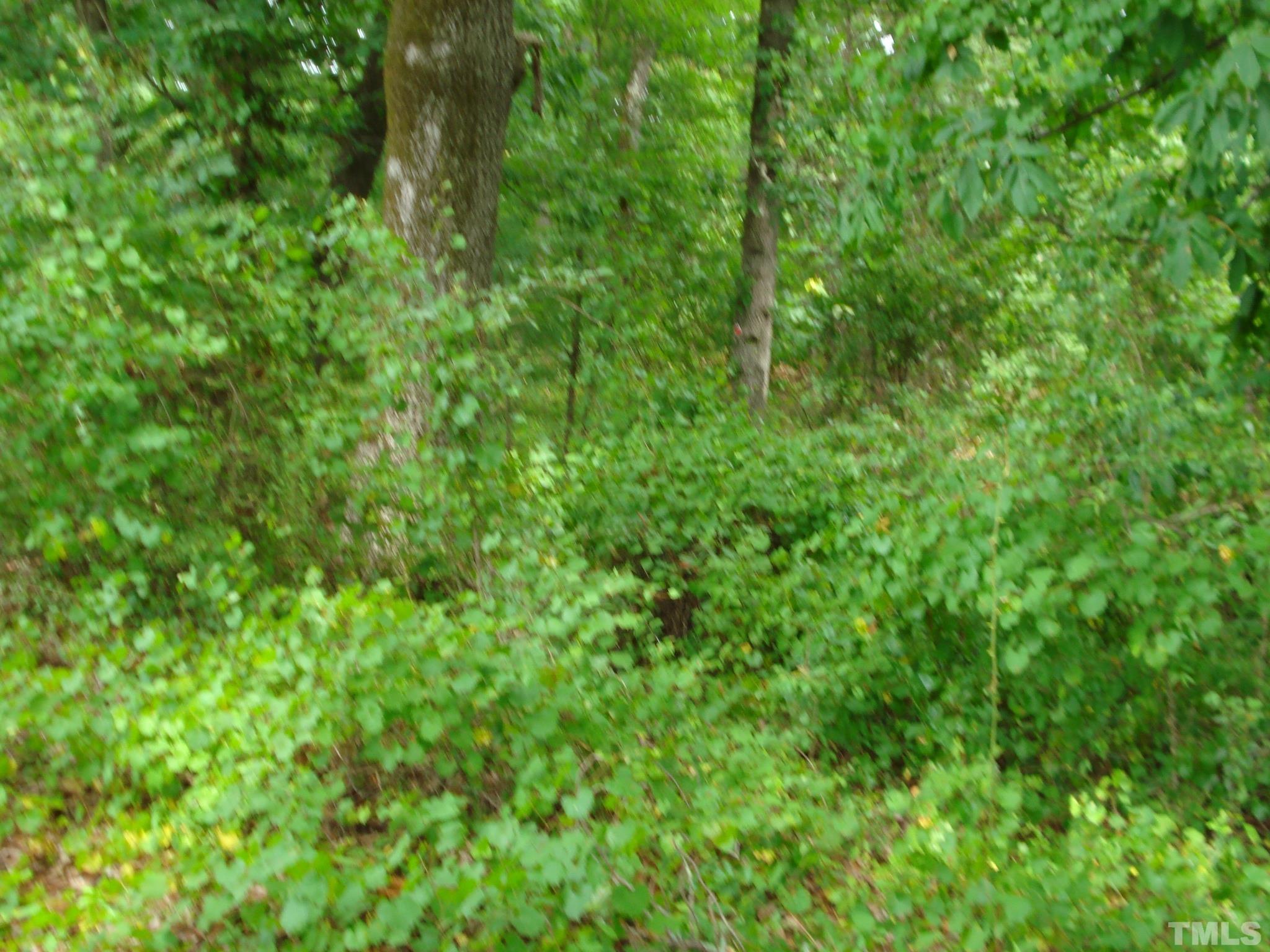 4954 Highway 55 Erwin, NC 28339 - Photo 20 of 24 a view of a lush green forest