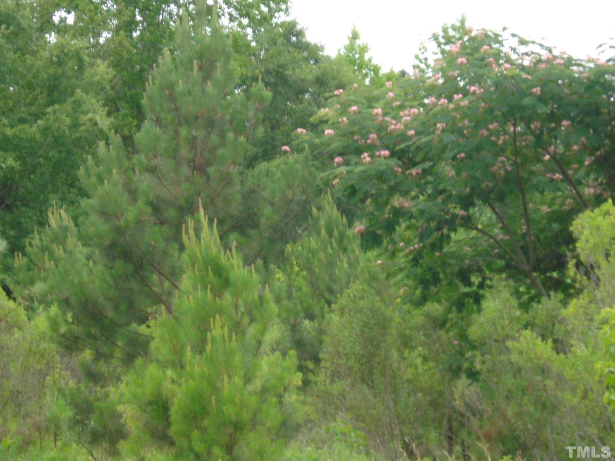 4954 Highway 55 Erwin, NC 28339 - Photo 3 of 24 a view of a lush green forest