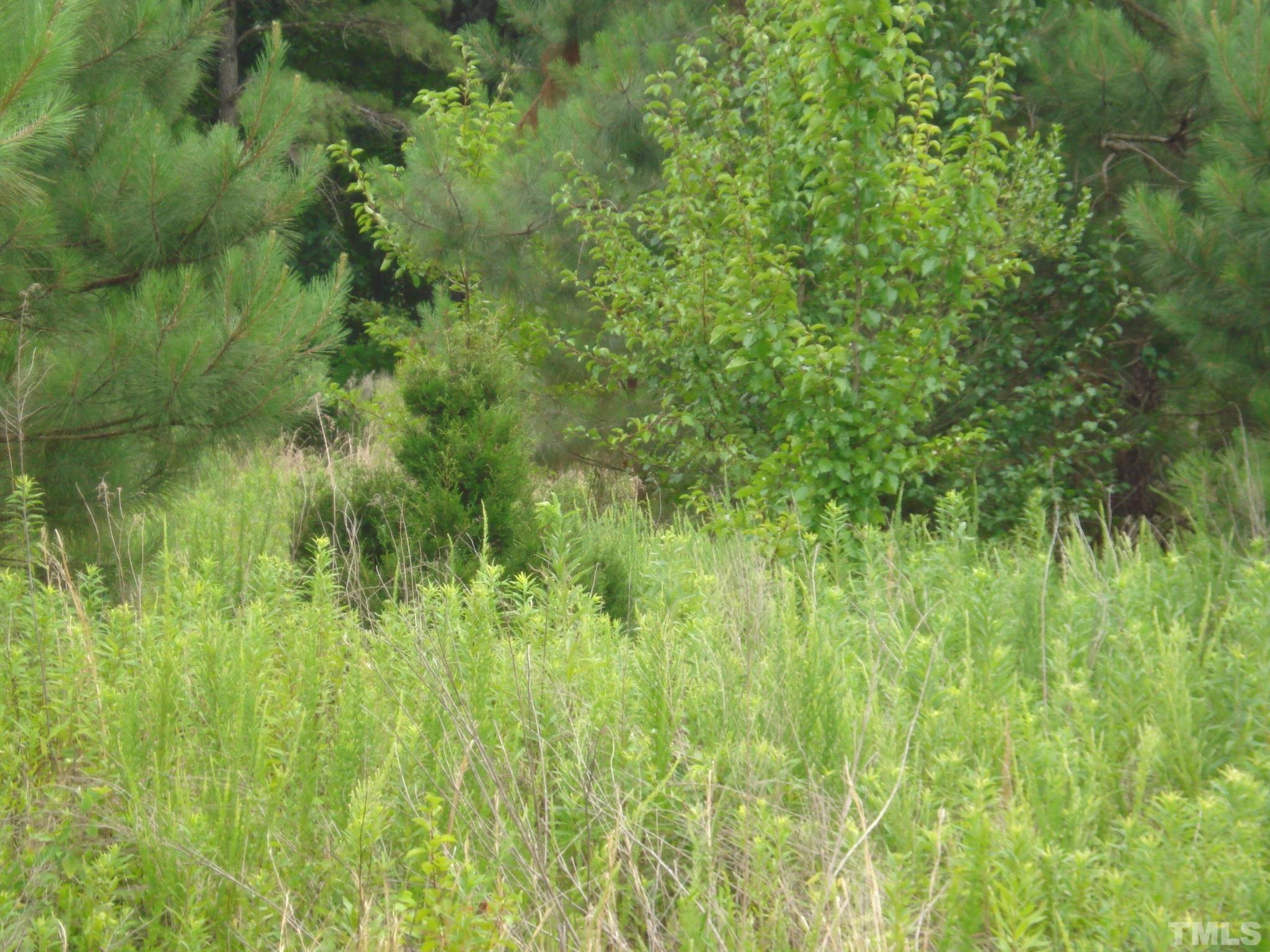 4954 Highway 55 Erwin, NC 28339 - Photo 4 of 24 a view of a lush green space