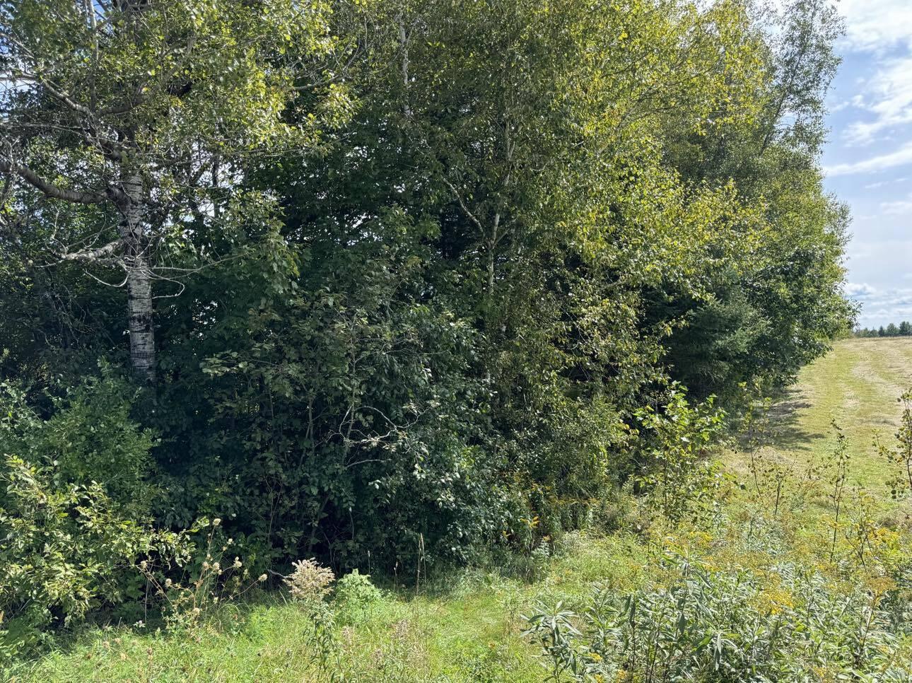 Lot 7-1 Clark Road Kenduskeag, ME 04450 - Photo 12 of 13 Right side of property