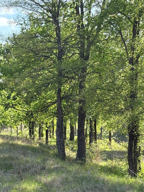 Tbd Whitetail Spgs Lane Gustine, TX 76455 - Photo 7 of 17 a view of a trees with a tree