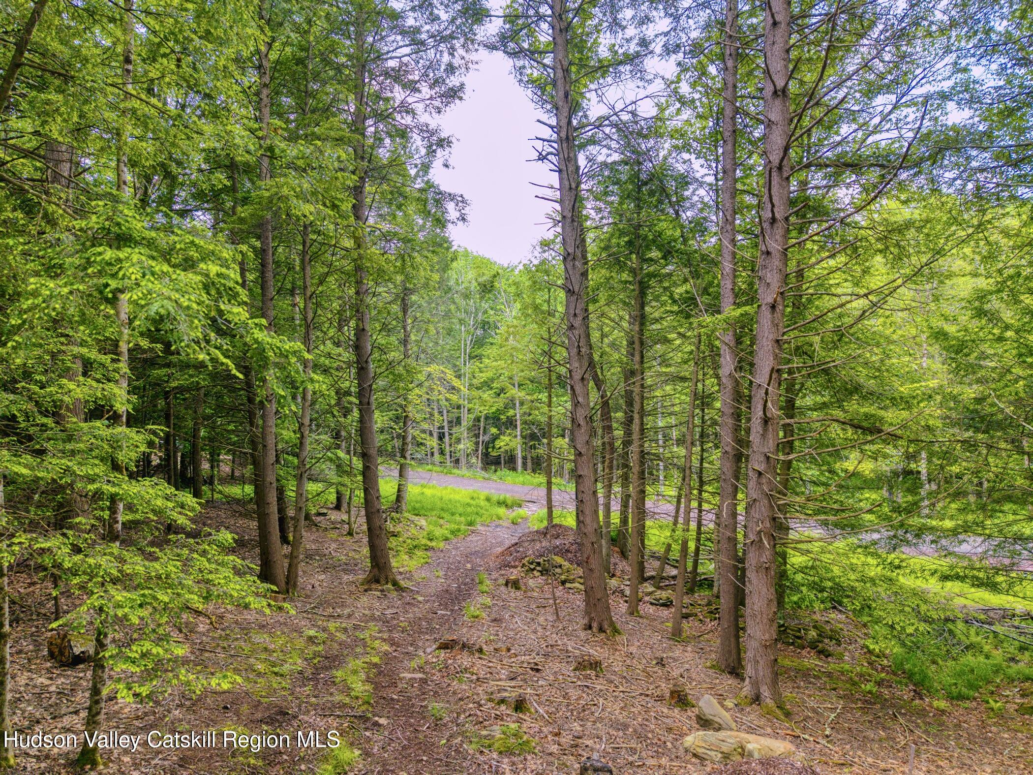 Tbd Boulder Brook Road Windham, NY 12496 - Photo 19 of 78 a view of a forest with trees